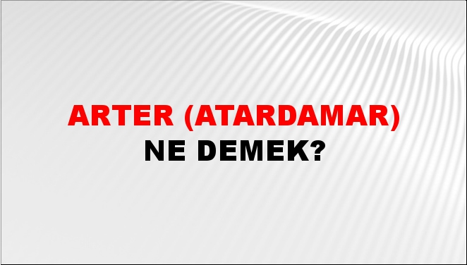 Arter (Atardamar) 