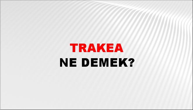 Trakea 